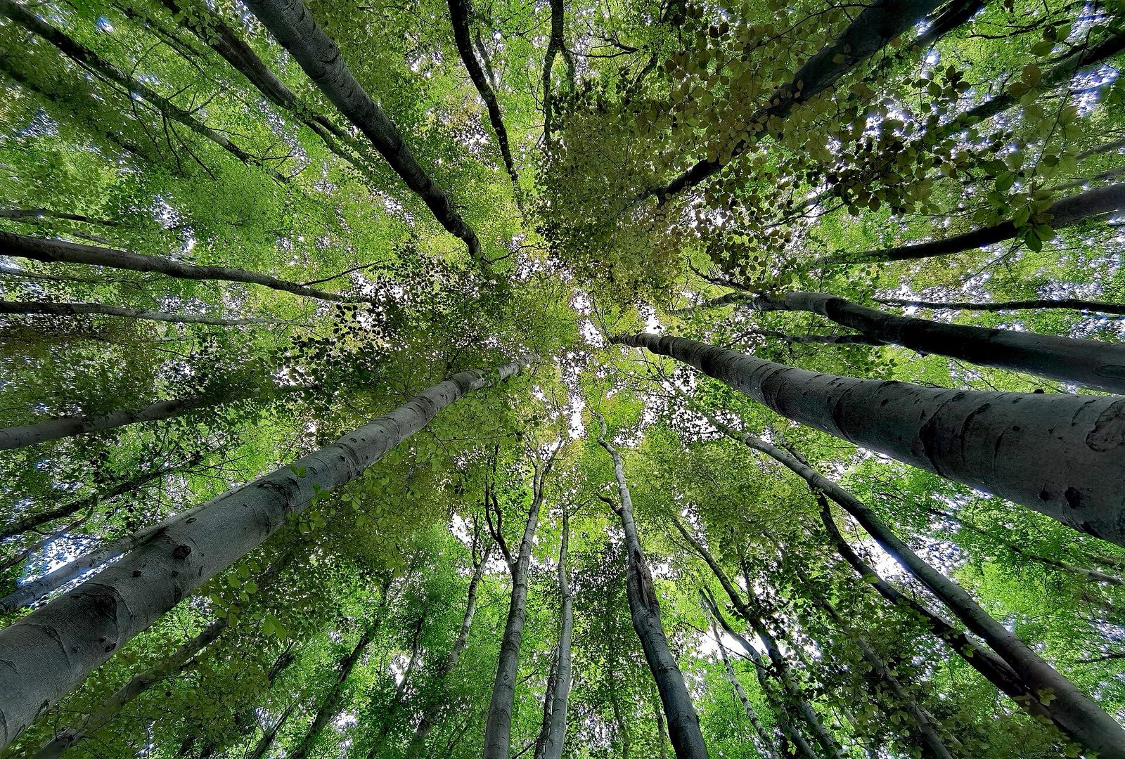 Casehill woods, Dinas Powys, Vale of Glamorgan, Wales